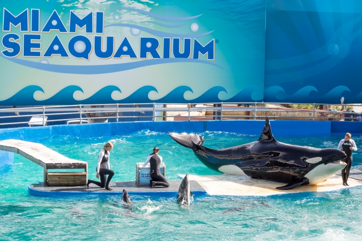 Das Miami Seaquarium mit einem Orca